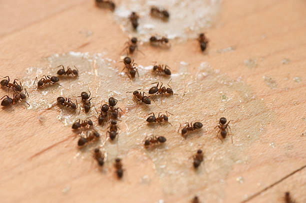 Best Emergency Pest Control  in Northlake, TX